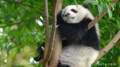 熊猫幼崽巨大的中国人